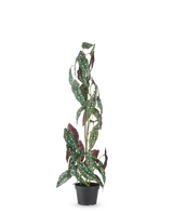 Kunstplanten Begonia Maculata 90 cm grøn/rød har høje, opretstående stængler og grønne blade med hvide prikker og rødlilla underside, mod en almindelig hvid baggrund.