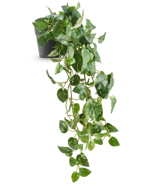 The Artificial Hanging Gold Vine in Pot 80 cm UV har blanke, hjerteformede blade og lange, snoede ranker, der kommer frem fra en mørkegrå potte, hvilket gør den til et elegant dekorativt stykke.