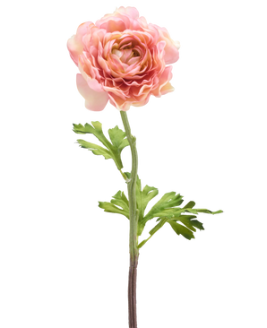 Den kunstige blomst Ranunculus 51 cm pink har en enkelt pink ranunculus med lagdelte kronblade og grønne blade på en lang stilk, isoleret mod en hvid baggrund.