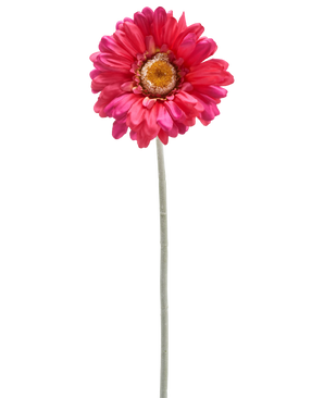 En enkelt kunstig Gerbera blomst 53 cm bordeaux med en lang grøn stilk, isoleret på en hvid baggrund.