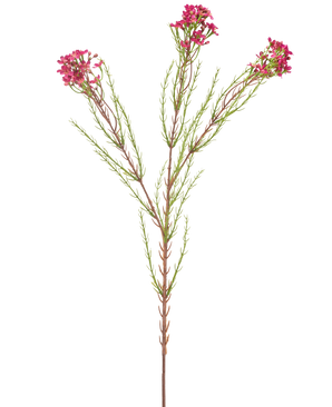 Den kunstige blomstervoks 78 cm gammel pink har en enkelt grøn stilk med tynde, nålelignende blade og klaser af små, gamle pink blomster i enderne, isoleret på en hvid baggrund.