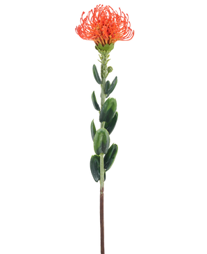 En enkelt Artificial Flower Mini Protea 61 cm orange med en tjavset orange blomst og grønne blade mod en almindelig hvid baggrund.