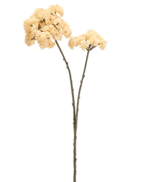 To høje kunstige blomstersedums på 70 cm med cremefarvede stængler med grønbrune stængler og bundter af cremefarvede, spidse pom-pom-blomster er vist mod en almindelig hvid baggrund.