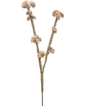 Den kunstige blomst Ozothamnus diosmifolius 57 cm creme/brun har en enkelt tørret stilk med to grene, hver med klaser af små, runde, beige og brune spidse blomster mod en almindelig hvid baggrund.