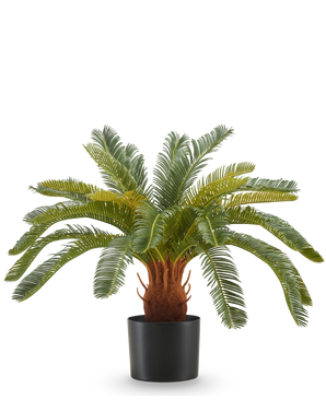 Den kunstige plante Cycas UV 60 cm har lange, buede grønne blade og en tyk, brun stilk med tekstur i en sort potte, mod en hvid baggrund.