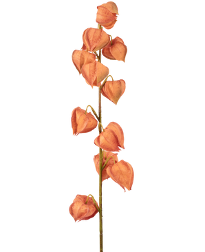 Den kunstige blomsterlanterneplante 79 cm orange har en enkelt stilk med flere orange, lanterneformede skaller, arrangeret lodret og ligner tørret physalis på en almindelig hvid baggrund.