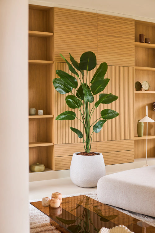 En 210 cm kunstig Strelitzia-plante med Real Touch-finish står fremtrædende i en moderne stue med lyse træplanker, minimalistisk indretning og neutrale møbler. Denne letplejede plante har en Real Touch-finish for et naturtro udseende og forstærker rummets stilfulde og fredelige atmosfære.