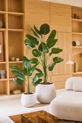 To store tropiske potteplanter med brede grønne blade, inklusiv kunstplanten Strelitzia 210 cm real touch, står på et lyst gulv foran en træstativ i en moderne, minimalistisk stue indrettet i neutrale toner. Disse tilføjelser med lav vedligeholdelse bringer levende grønt ind i rummet uden at kræve ekstra pleje.