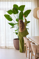 En person med langt, bølget hår, iført et grønt jakkesæt, står indendørs og rækker op for at justere de store blade af den kunstige plante Strelitzia 240 cm real touch, som er sat op ved siden af et spisebord med træstole og gennemskinnelige gardiner i baggrunden.