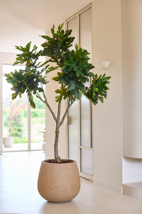 En kunstig plante, et Ficus Carica figentræ på 210 cm i en rund beige potte, står i et lyst, moderne rum med lyse vægge og store vinduespartier, der slipper masser af naturligt lys ind.