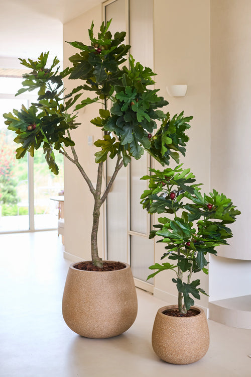 To kunstige Ficus Carica figentræer, hver 210 cm høje og med frodige grønne blade, er placeret indendørs nær et lyst vindue mod væg og gulv i neutrale farver.