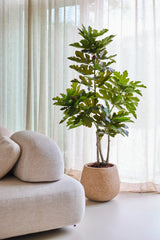 Et kunstigt Ficus Carica Figentræ på 150 cm står ved siden af en moderne beige sofa, med gennemskinnelige gardiner og blødt naturligt lys i baggrunden.