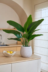 En kunstig Strelitzia Real Touch Deluxe plante, der måler 90 cm, med naturtro grønne blade, står på en lys bordplade ved siden af en dekorativ skål med citroner. I baggrunden ses en vask, hylder og et stort vindue med netgardiner. Denne 90 cm kunstige plante giver rummet et livligt, naturligt udseende.