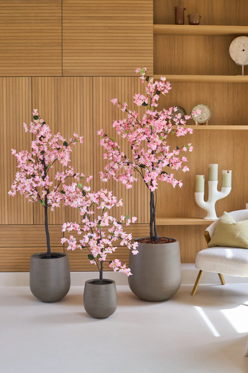 Tre kunstige bougainvilleaer på 180 cm, lyserøde og med lyserøde blomster, står foran væghylder i træ, ved siden af en moderne hvid stol med hynde.