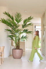 En kunstig plante, en Kentia-palme på 270 cm, står i en lys sal, mens en i grønt outfit går forbi; bevægelsen får denne person til at virke lidt sløret.