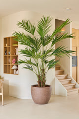 Den 270 cm kunstige plante Kentia palme er placeret i et moderne, minimalistisk opholdsrum med lyse træhylder, en trappe og neutrale vægge og gulve.