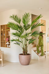 En kunstig plante, en Kentia palme på 270 cm, står i en moderne, beige stue. I baggrunden går en grønklædt person op ad trappen, mens der er fastgjort træhylder med dekorationer til venstre væg.