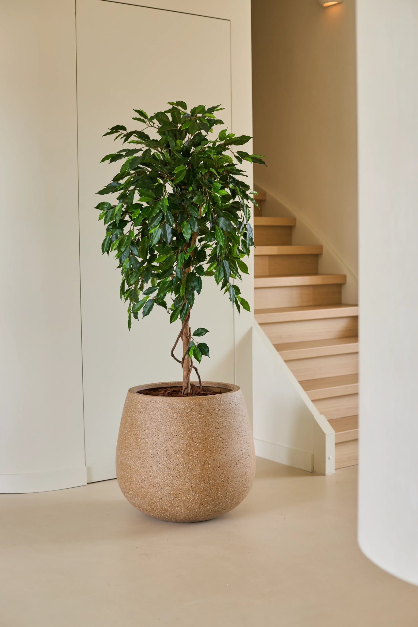 En Kunstig Ficus Grøn plante på 150 cm, med sine blanke grønne blade, står på et lyst gulv ved siden af en trætrappe og cremefarvede vægge i et moderne, minimalistisk hjem. Denne stilfulde kunstige ficus tilføjer et strejf af levende grønt til det raffinerede interiør.