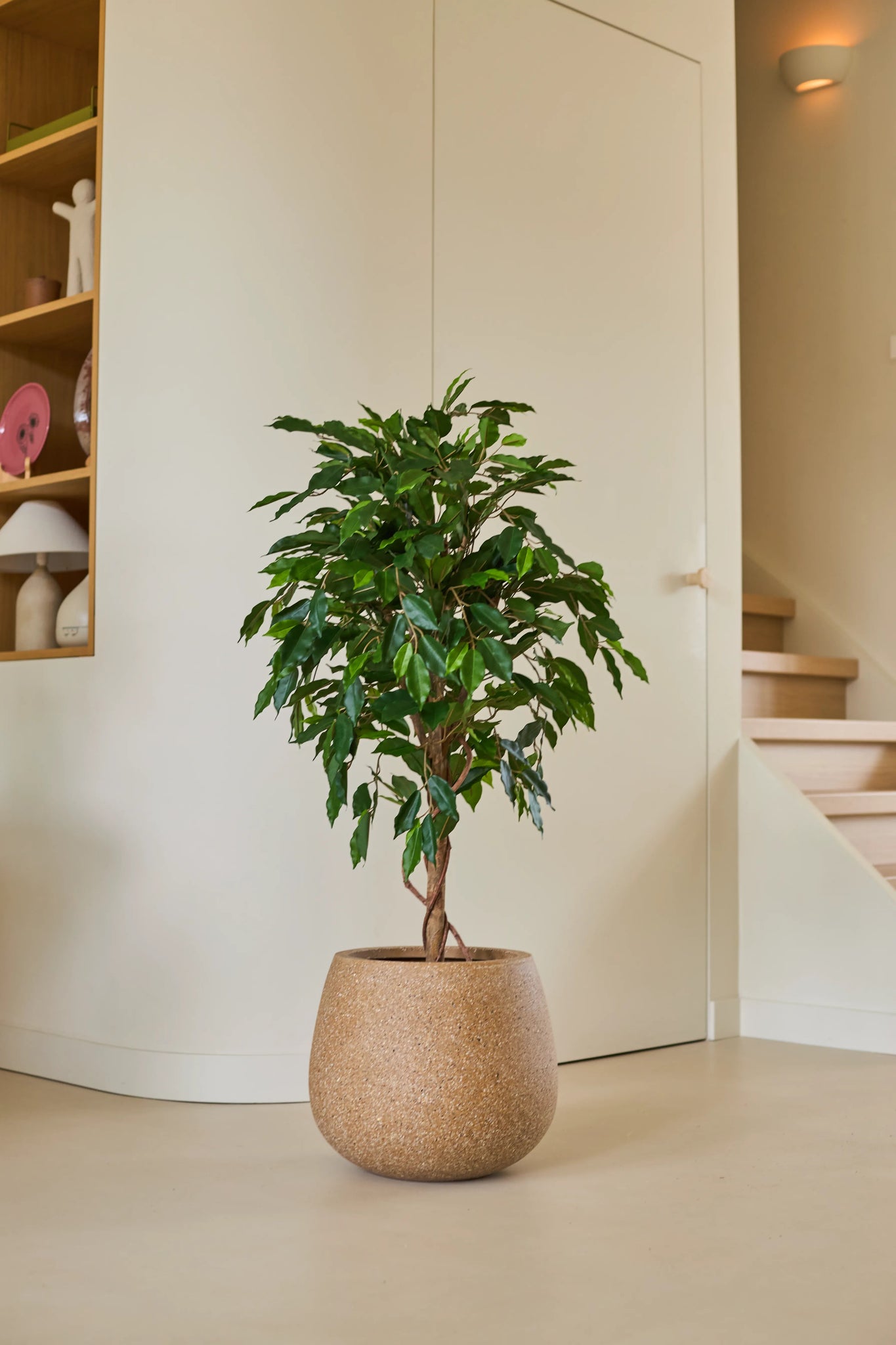 Een Kunstplant Ficus Groen van 120 cm met glanzend groene bladeren staat op een lichte vloer in een moderne, minimalistische kamer, vlakbij een houten trap en planken die versierd zijn met decoratieve voorwerpen.