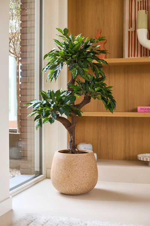 En Artificial Ficus Crazy-plante på 120 cm med frodige grønne blade placeres indendørs nær et vindue, ved siden af træhylder med pyntegenstande og farverige dekorative potter. Midt i dette arrangement giver denne unikke farvede plante den hyggelige atmosfære et ekstra strejf af charme.