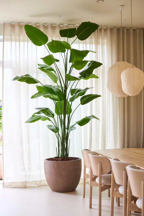 Den kunstige plante Strelitzia Real Touch Deluxe fra Easyplants, med en højde på ikke mindre end 300 cm og imponerende grønne blade, giver en naturlig elegance ved siden af et spisebord og stole i træ i et lyst rum med gennemsigtige gardiner og hængende papirlanterner, alt sammen uden behov for vedligeholdelse.