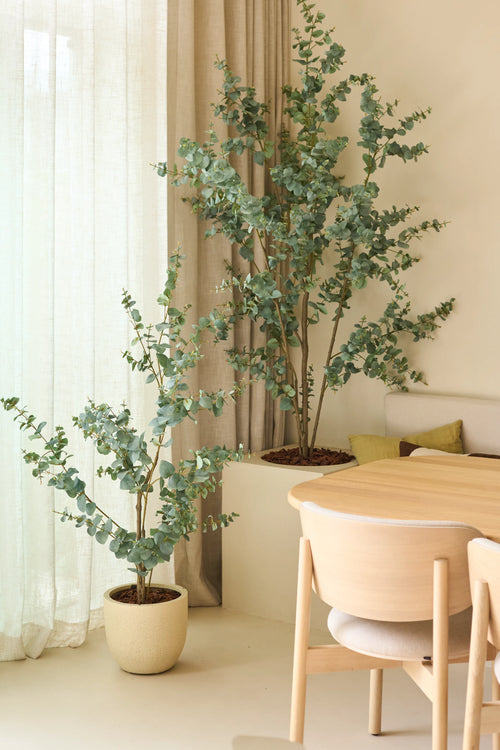 To kunstige eukalyptusplanter på 150 cm, placeret ved siden af gennemsigtige gardiner og beige vægge, kombineret med et lyst træ spisebord og stole i et minimalistisk, moderne interiør.