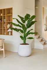 Kunstplanten Strelitzia Nicolai Deluxe 180 cm, med sine brede grønne blade, står på et lyst gulv i en moderne, minimalistisk stue nær trappen og en træstativ med dekorative genstande, og giver rummet en tropisk feriefølelse.