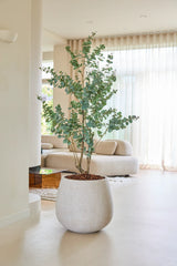 Den Kunstige Planteeukalyptus 180 cm står på et lyst gulv i en moderne, minimalistisk stue med beige møbler, store vinduer og gennemskinnelige gardiner, der sørger for, at rummet bades i naturligt lys.