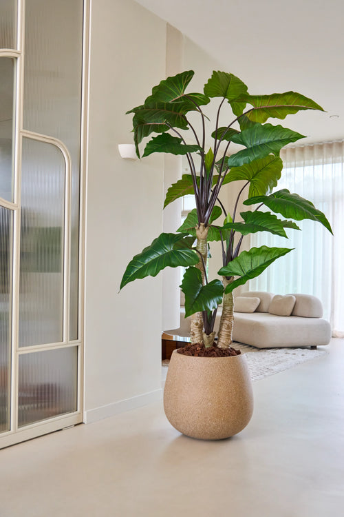 Den 240 cm kunstige Alocasia-plante med sine brede grønne blade står fremtrædende i en lys, moderne stue med en lys sofa, gennemsigtige gardiner og minimalistisk indretning.
