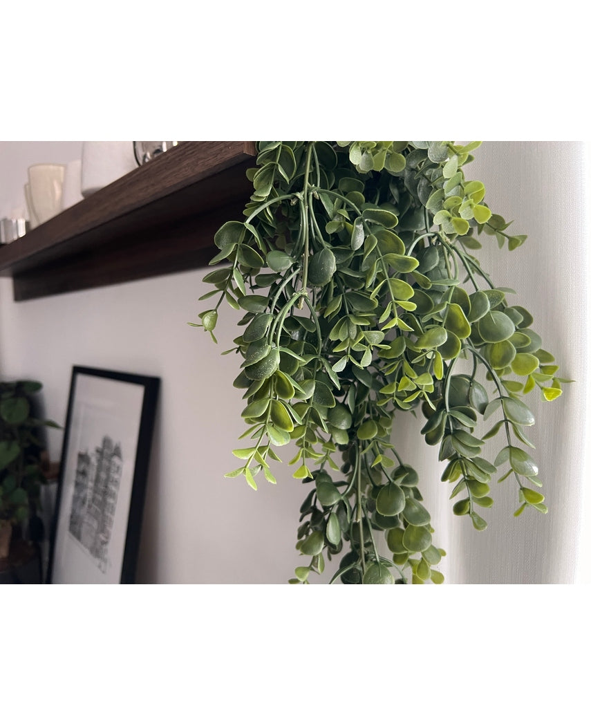Et nærbillede af Art hængeplanten Pancake 61 cm med grønne bladranker hængende fra en mørk træplanke, indrammet af en sort/hvid arkitekttegning mod en hvid væg i baggrunden.