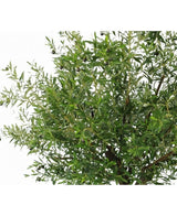 Nærbillede af frodigt kunstigt oliventræ 270 cm med olivengrene med slanke blade og sorte oliven - ideelle kunstige planter til alle, der ønsker et oliventræ indendørs, vist på hvid baggrund.