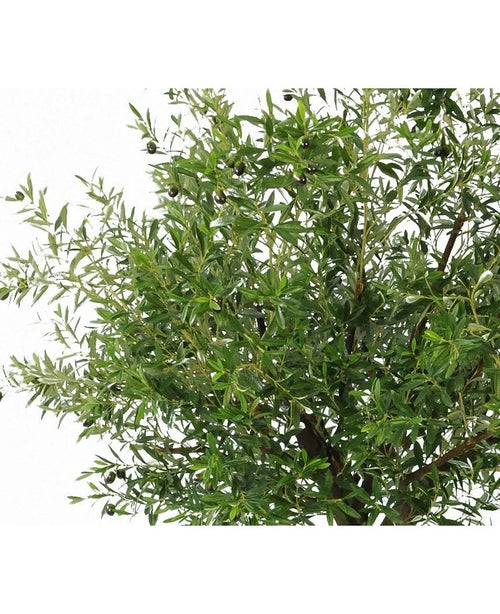 Nærbillede af frodigt kunstigt oliventræ 270 cm med olivengrene med slanke blade og sorte oliven - ideelle kunstige planter til alle, der ønsker et oliventræ indendørs, vist på hvid baggrund.