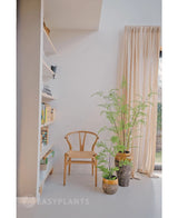 I et lyst rum er en træstol, en reol og tre grønne potteplanter - inklusive den markante kunstige bregneplante 120 cm - anbragt nær et gulvlangt vindue med beige gardiner. Rummet udstråler fred og minimalisme, perfekt til at bruge smukke stueplanter eller en elegant kunstig plante som den 120 cm kunstige bregne.