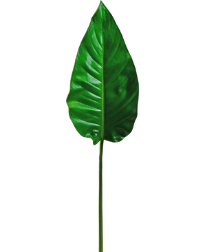 Et enkelt kunstigt blad Alocasia 76 cm kunstigt blad, levende grønt med fremtrædende årer og en glat overflade, fæstnet til en lang, tynd stilk, mod en almindelig hvid baggrund.