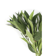 Det kunstige laurbærblad 50 cm grønt har friske grønne blade på grene mod en hvid baggrund, hvilket gør det perfekt til at tilføje kunstige blomsters elegance til enhver indretning.