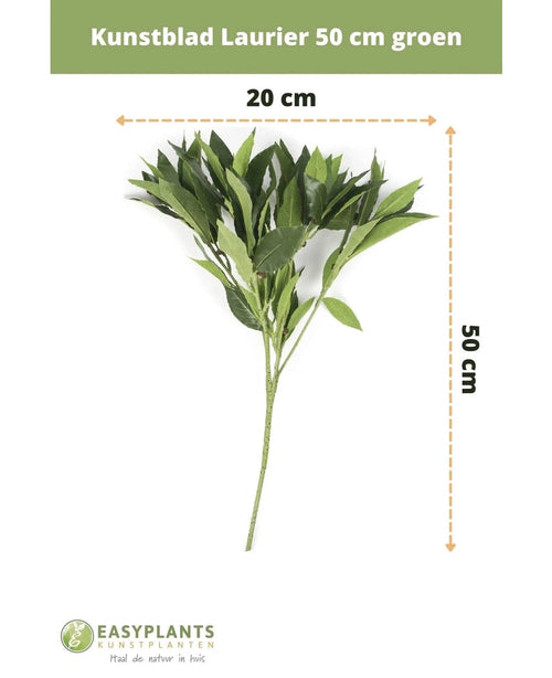 Kunstigt laurbærblad 50 cm grøn kunstig blomsterdekor, 50 cm høj og 20 cm bred, vist på hvid baggrund med mål. Perfekt til ethvert interiør. Easyplants logo i bunden.