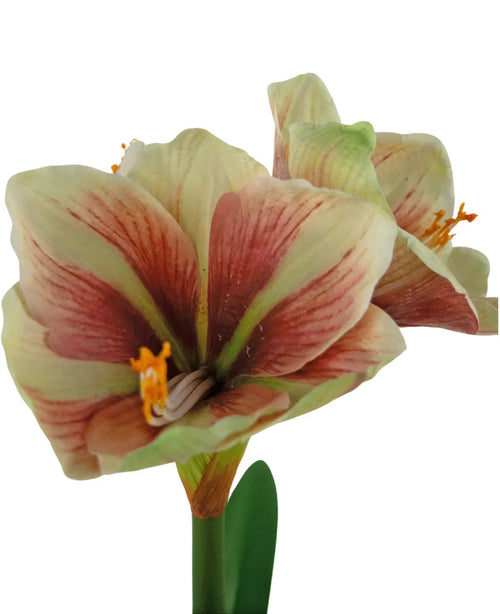 Et nærbillede af den kunstige blomst Amaryllis Real Touch Red/Yellow 48 cm viser de levende røde og gule kronblade, naturtro tekstur og grønne blade mod en hvid baggrund.