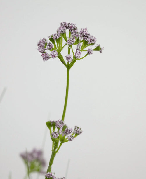 Kunstgræs Porreblomst Løg Græspotte 100 cm brandhæmmende middel har en enkelt grøn stilk med klaser af små, sarte lyse lilla blomster, afbildet mod en almindelig hvid baggrund.