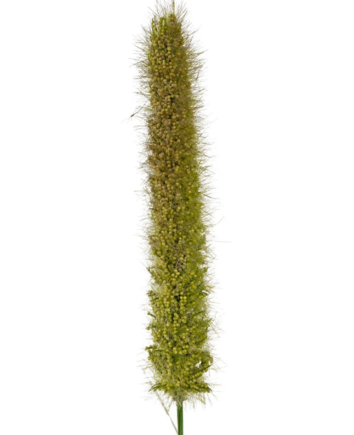 Et nærbillede af Artificial Cattail Onion Grass Pot 150 cm Brandhæmmende middel viser dens naturtro, opretstående grønne rævehalefrøhoved med små børster og tætte frø mod en almindelig hvid baggrund.