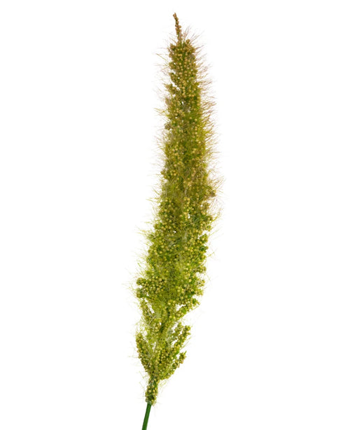 Et nærbillede af Artificial Cattail Onion Grass Pot 90 cm Brandhæmmende middel, der viser dets tætte, luftige kunstgræsfrøhoved med fine børster, isoleret på en hvid baggrund.
