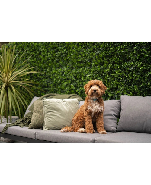En lille, krøllet brun-hvid hund sidder på en grå udendørs sofa med grønne og grå hynder, foran en frodig kunstig hækmåtte mix 50x50 cm og en potteplante.