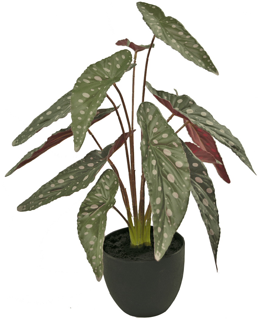 Kunstig Begonia 48 cm i potteskjuler sort