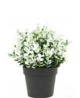 Kunstig Buxus hvid i potte 19 cm UV