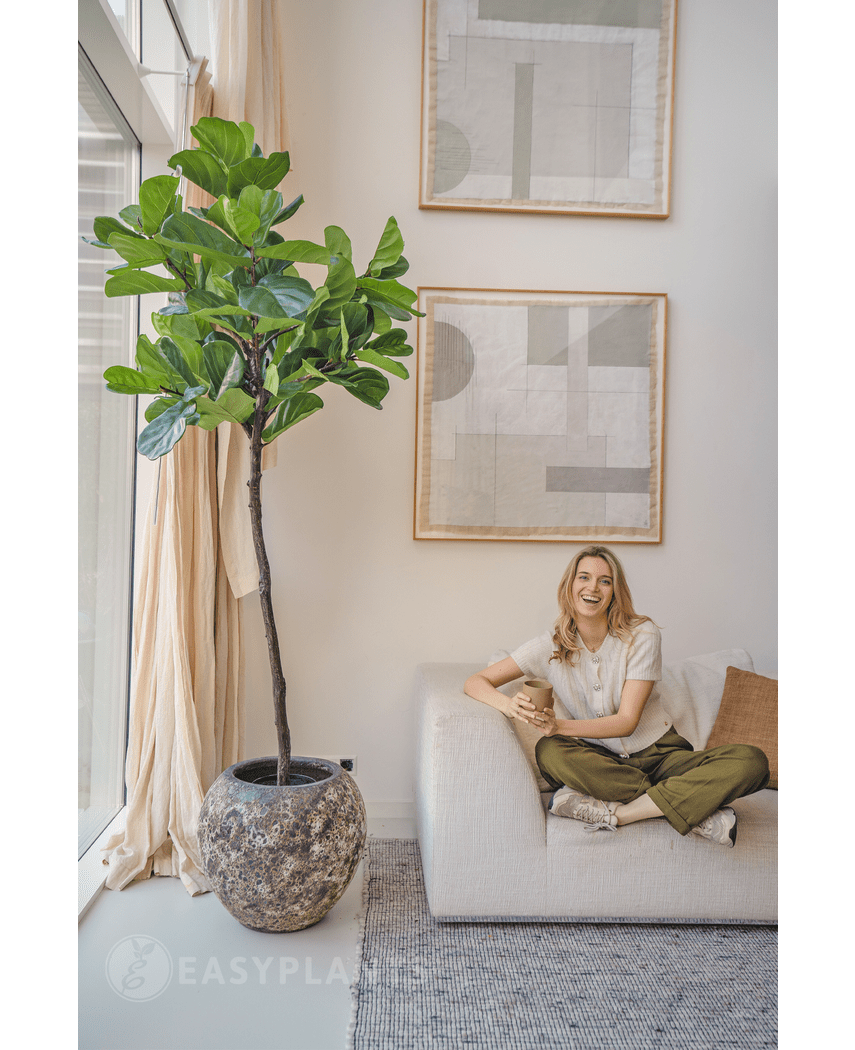 Kunstig Ficustræ Deluxe 215 cm