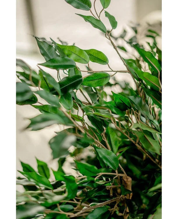 Kunstig plante Ficus Liana 90 cm