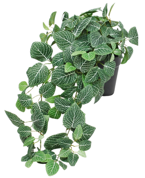 Artificial Hanging Fittonia grøn-hvid i potte 70 cm UV er en hængende plante i en potte med frodige grønne blade og slående hvide årer. Stilkene falder over kanten af en sort potte og tilføjer en smuk kaskadeeffekt til dit interiør.