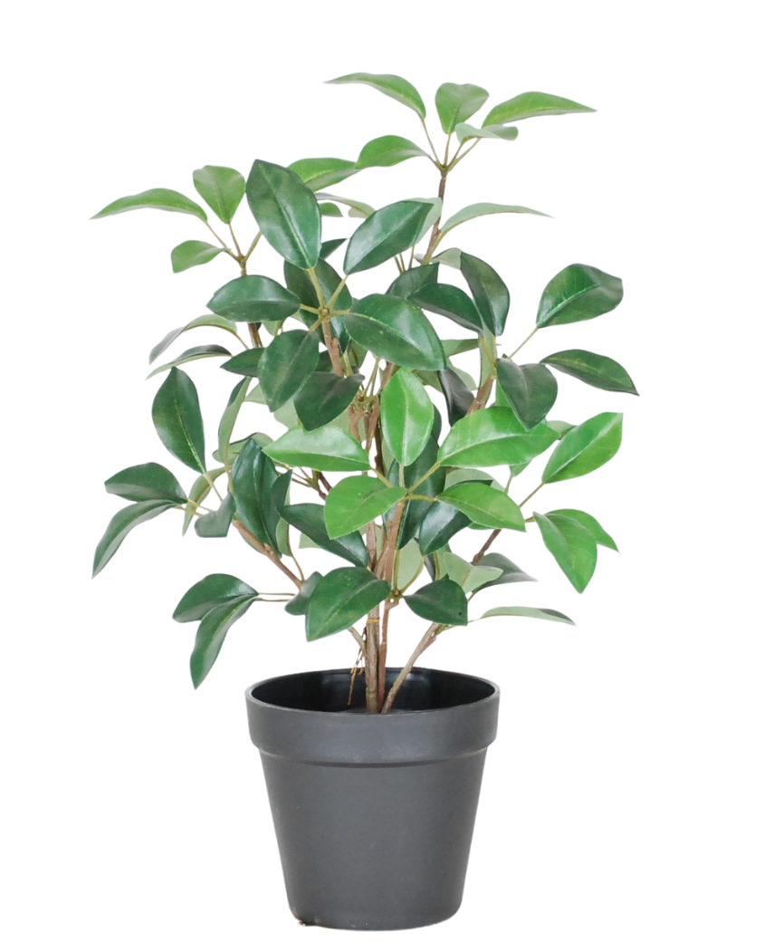 Den kunstige laurbær i potte UV 43 cm er en lille, frodig grøn potteplante med flere stængler og ovale blade, præsenteret i en simpel sort plastikpotte mod en hvid baggrund.