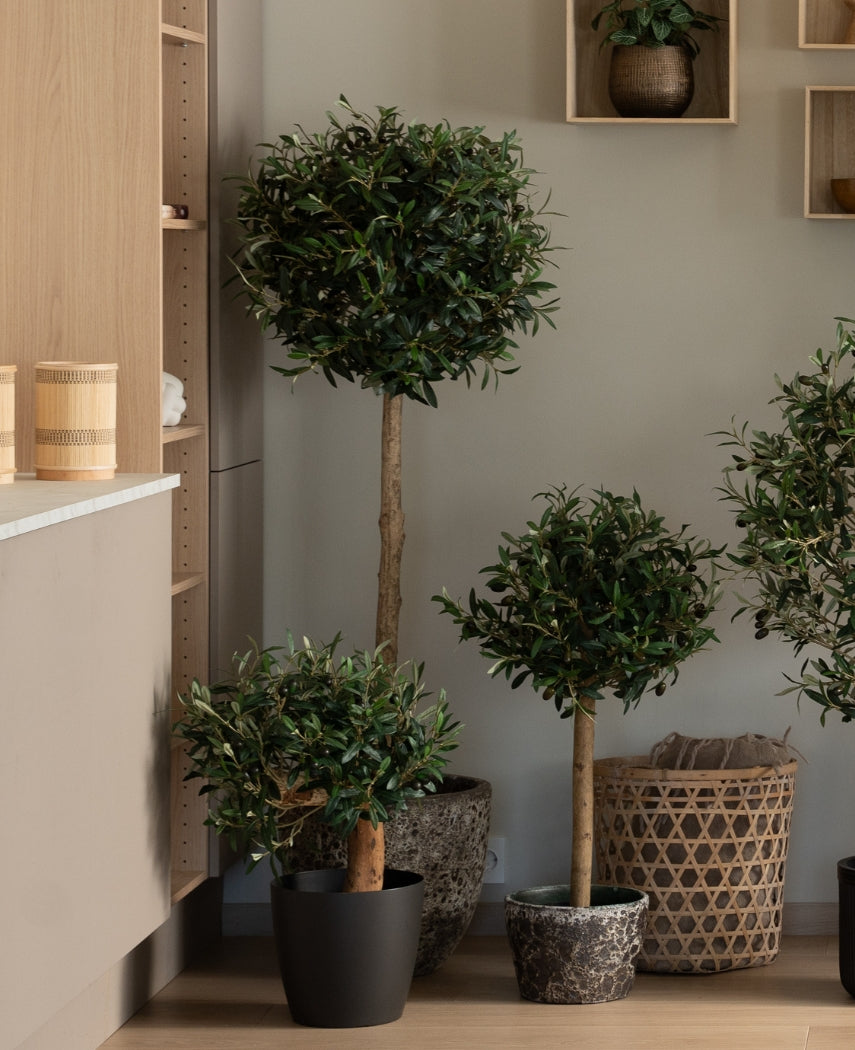 En Artificial Olive Mount UV 60 cm kunstig olivenplante med en rund, bladrig top tilføjer vedligeholdelsesfrit grønt til et moderne, minimalistisk rum, placeret i nærheden af træhylder og flettede kurve.