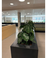 En række frodige grønne stueplanter, med kunstplanten Syngonium UV 58 cm i en sort rektangulær plantekasse, skaber en grøn oase i dette moderne kontor med klinkegulve, store vinduer og lyse møbler.