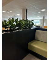 Et moderne indendørs siddeområde har en grøn sofa med hynder, opdelt af et sort panel med den kunstige plante Syngonium UV 58 cm på. Store vinduer og loftslys fylder rummet med lys og skaber en åben, grøn oase.